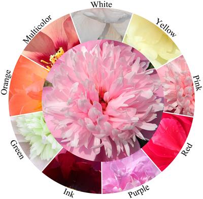 Flower morphology, flower color, flowering and floral fragrance in Paeonia L.